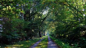 Preview wallpaper forest, trees, trail