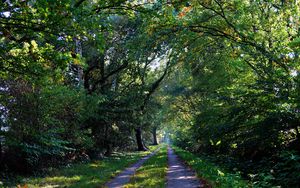 Preview wallpaper forest, trees, trail