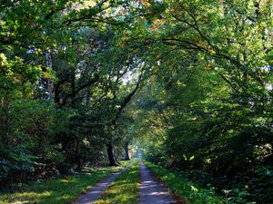 Preview wallpaper forest, trees, trail