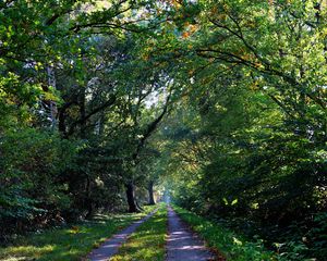 Preview wallpaper forest, trees, trail