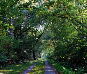 Preview wallpaper forest, trees, trail