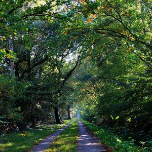 Preview wallpaper forest, trees, trail