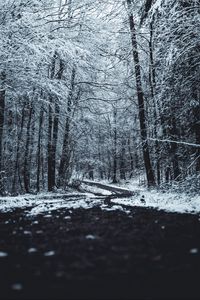 Preview wallpaper forest, trees, trail, winter