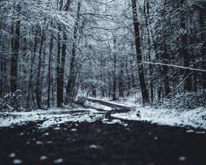 Preview wallpaper forest, trees, trail, winter