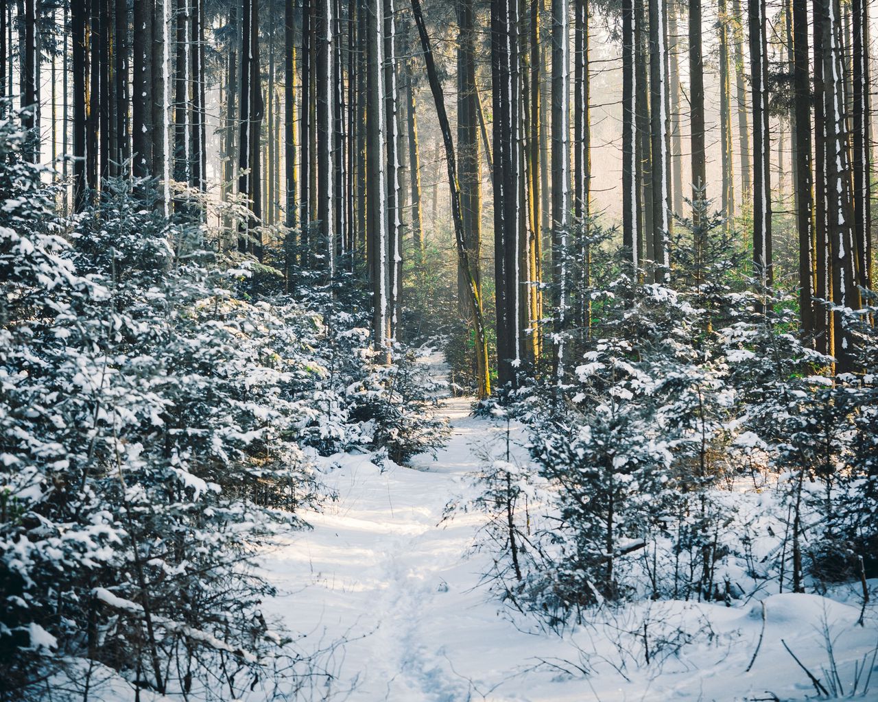 1280x1024 Wallpaper forest, trees, trail, snow, winter, landscape, nature