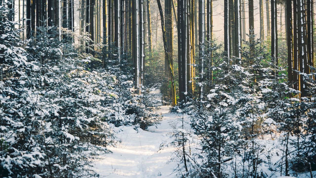 Wallpaper forest, trees, trail, snow, winter, landscape, nature