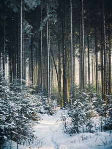 Preview wallpaper forest, trees, trail, snow, winter, landscape, nature