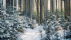 Preview wallpaper forest, trees, trail, snow, winter, landscape, nature