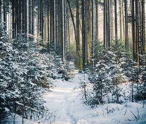 Preview wallpaper forest, trees, trail, snow, winter, landscape, nature