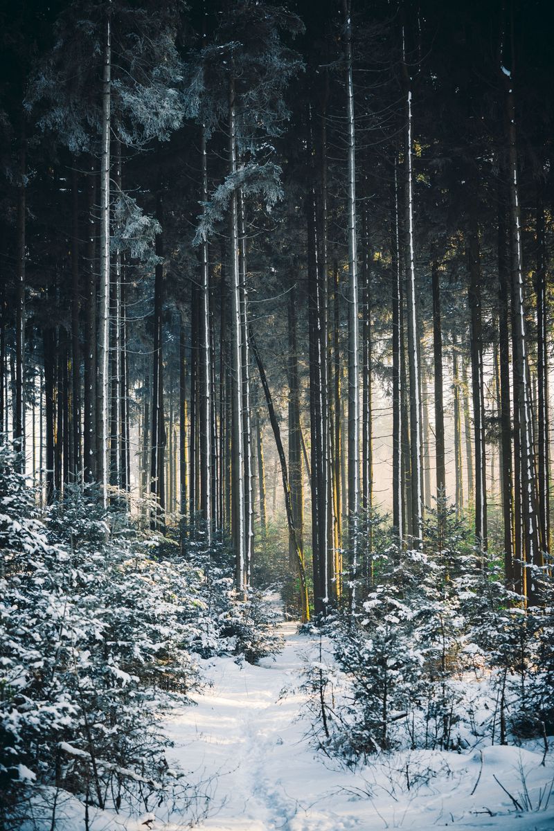 800x1200 Wallpaper forest, trees, trail, snow, winter, landscape, nature