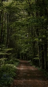 Preview wallpaper forest, trees, trail, turn, vegetation