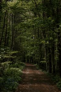 Preview wallpaper forest, trees, trail, turn, vegetation