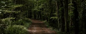 Preview wallpaper forest, trees, trail, turn, vegetation