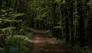 Preview wallpaper forest, trees, trail, turn, vegetation