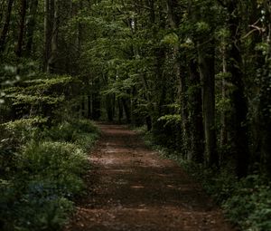 Preview wallpaper forest, trees, trail, turn, vegetation