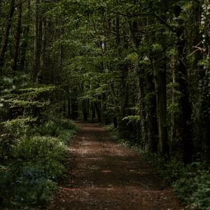 Preview wallpaper forest, trees, trail, turn, vegetation