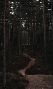 Preview wallpaper forest, trees, trail, bends, nature
