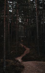 Preview wallpaper forest, trees, trail, bends, nature