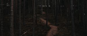 Preview wallpaper forest, trees, trail, bends, nature