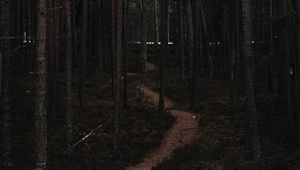 Preview wallpaper forest, trees, trail, bends, nature