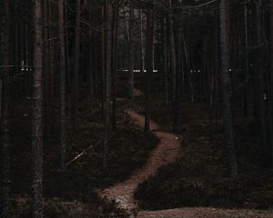 Preview wallpaper forest, trees, trail, bends, nature