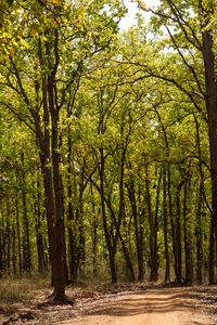 Preview wallpaper forest, trees, trail, nature