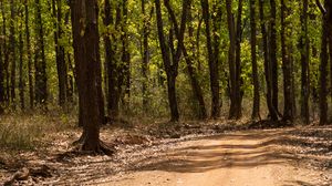 Preview wallpaper forest, trees, trail, nature