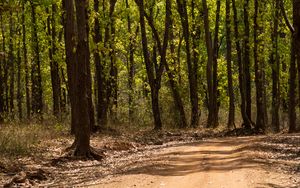 Preview wallpaper forest, trees, trail, nature