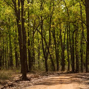 Preview wallpaper forest, trees, trail, nature