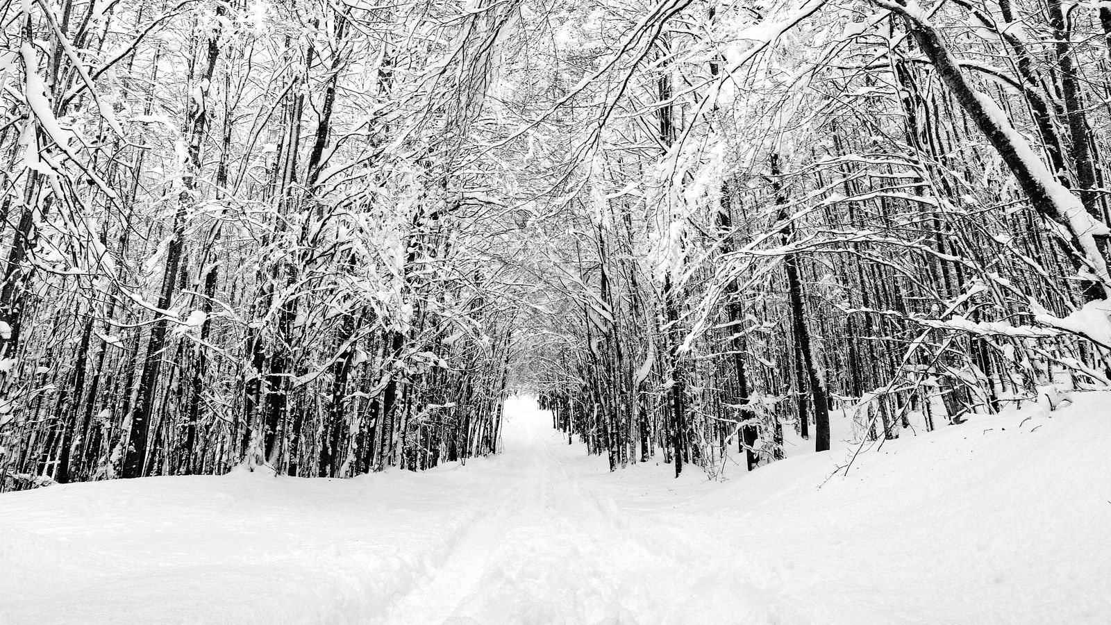 Download Wallpaper 1600x900 Forest, Trees, Trail, Snow, Nature 