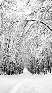 Preview wallpaper forest, trees, trail, snow, nature