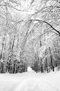 Preview wallpaper forest, trees, trail, snow, nature