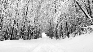 Preview wallpaper forest, trees, trail, snow, nature
