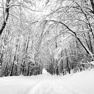 Preview wallpaper forest, trees, trail, snow, nature