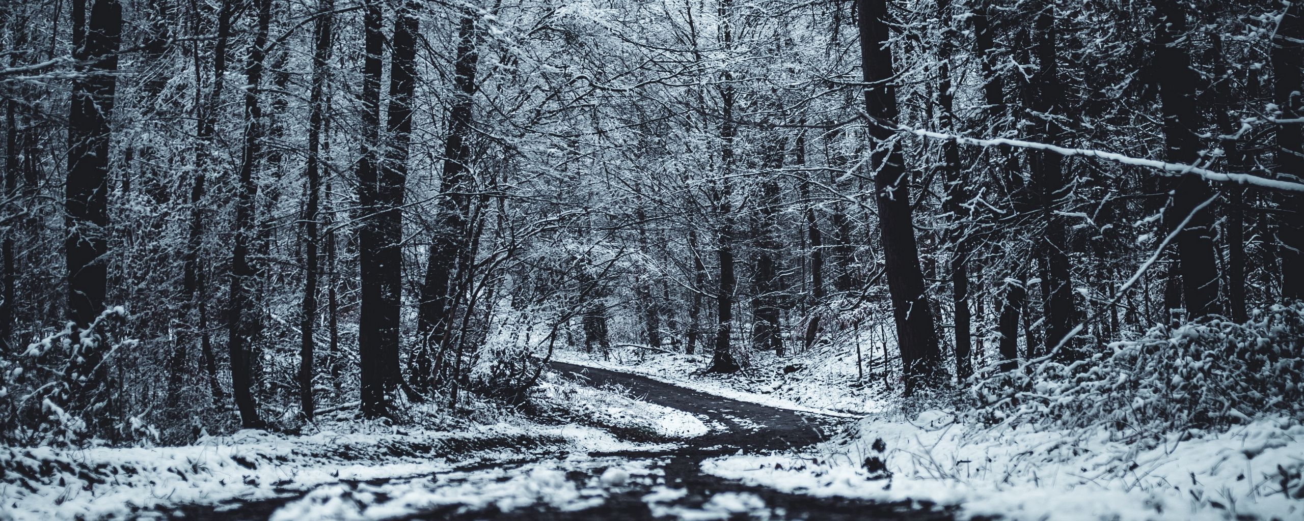 Download wallpaper 2560x1024 forest, trees, trail, winter ultrawide