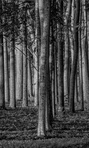 Preview wallpaper forest, trees, trunks, black and white