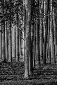 Preview wallpaper forest, trees, trunks, black and white