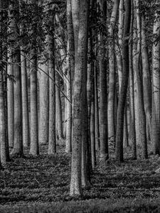 Preview wallpaper forest, trees, trunks, black and white