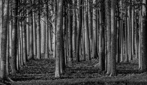Preview wallpaper forest, trees, trunks, black and white