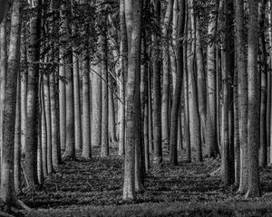Preview wallpaper forest, trees, trunks, black and white