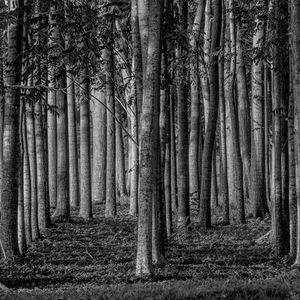 Preview wallpaper forest, trees, trunks, black and white
