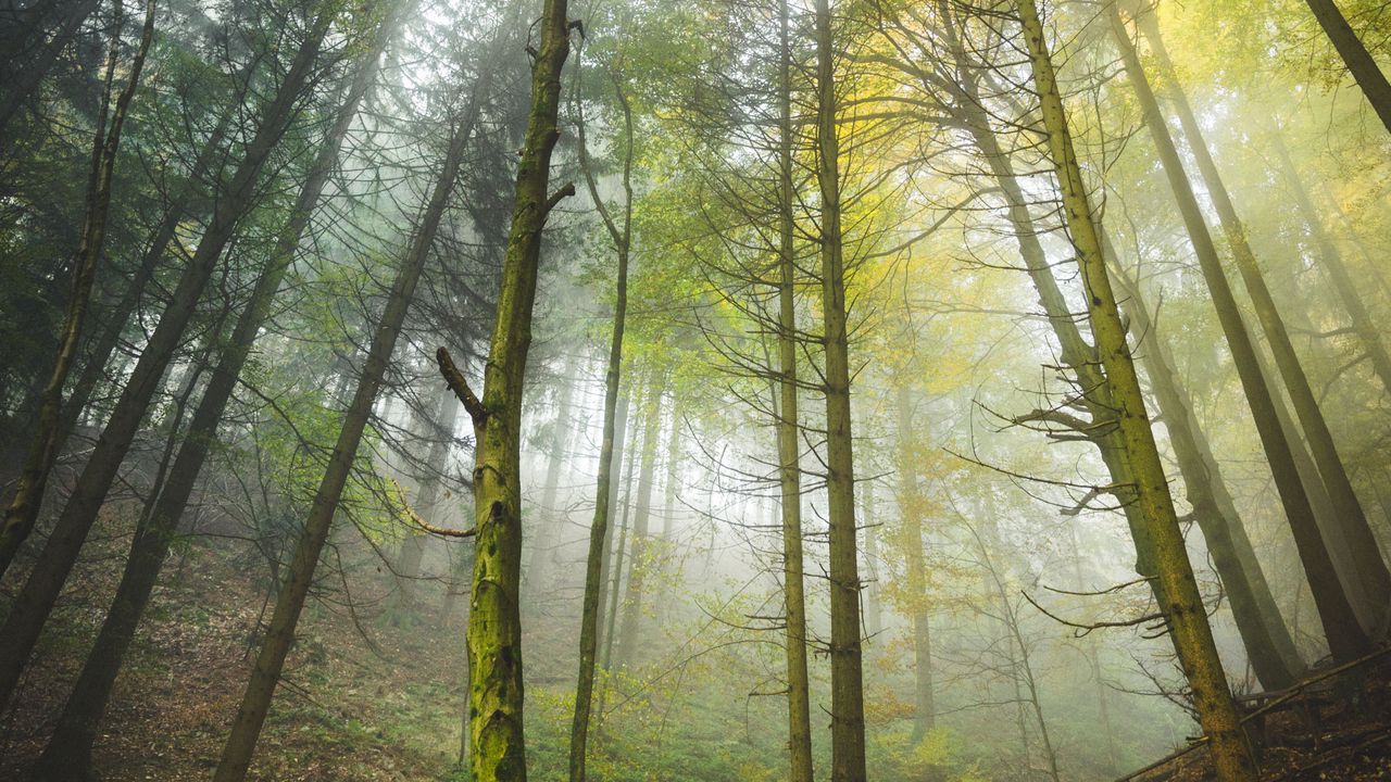 Wallpaper forest, trees, trunks, fog