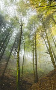 Preview wallpaper forest, trees, trunks, fog