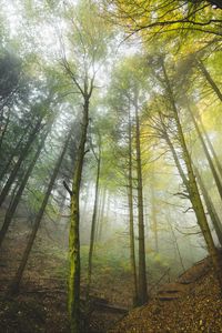 Preview wallpaper forest, trees, trunks, fog