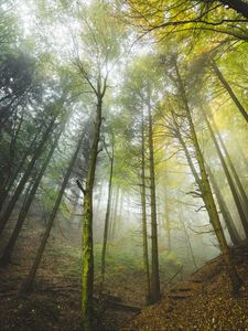 Preview wallpaper forest, trees, trunks, fog