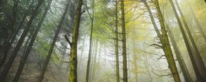 Preview wallpaper forest, trees, trunks, fog
