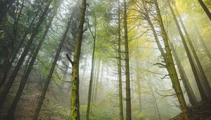 Preview wallpaper forest, trees, trunks, fog