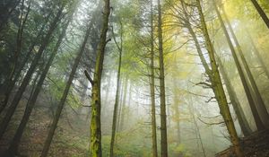 Preview wallpaper forest, trees, trunks, fog