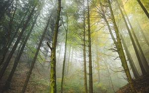 Preview wallpaper forest, trees, trunks, fog