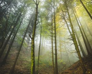 Preview wallpaper forest, trees, trunks, fog